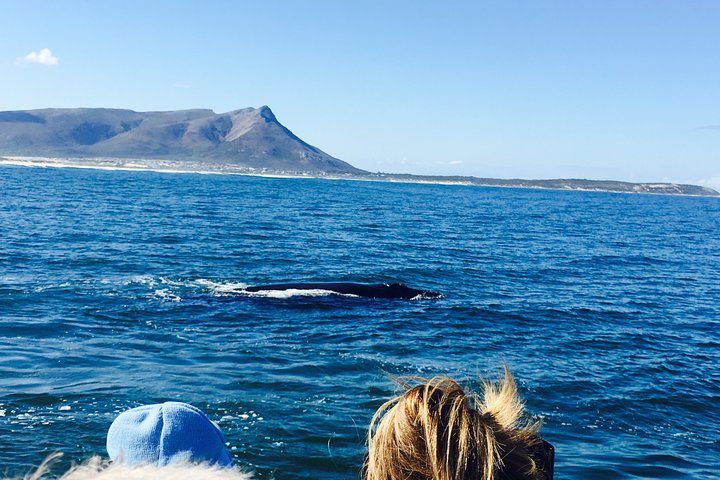 Whale Watching Tour in Hermanus with Hotel Pickup - Photo 1 of 17